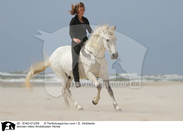 Frau reitet Andalusier / woman rides Andalusian Horse / EHO-01259