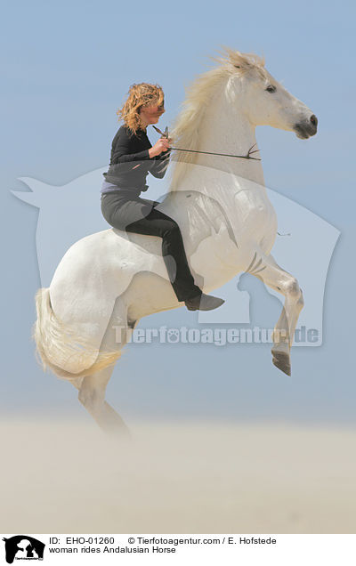 Frau reitet Andalusier / woman rides Andalusian Horse / EHO-01260