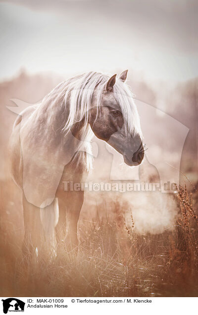 Andalusier / Andalusian Horse / MAK-01009