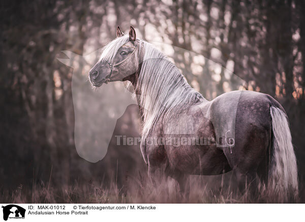 Andalusier Portrait / Andalusian Horse Portrait / MAK-01012