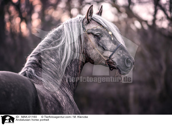 Andalusier Portrait / Andalusian horse portrait / MAK-01160