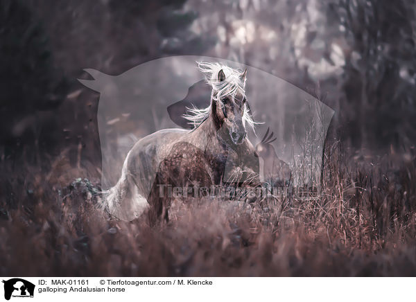 galoppierender Andalusier / galloping Andalusian horse / MAK-01161