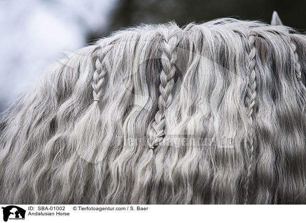 Andalusier / Andalusian Horse / SBA-01002