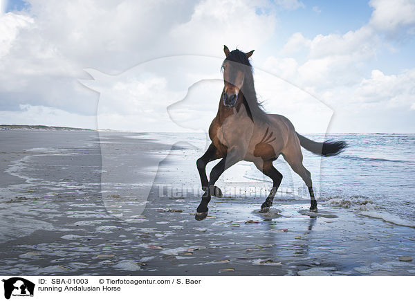 rennender Andalusier / running Andalusian Horse / SBA-01003