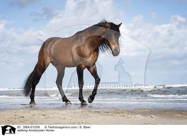 laufender Andalusier / walking Andalusian Horse / SBA-01006