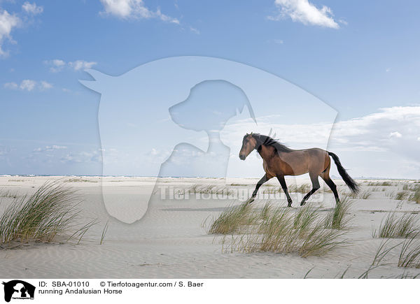 rennender Andalusier / running Andalusian Horse / SBA-01010