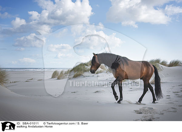 laufender Andalusier / walking Andalusian Horse / SBA-01011
