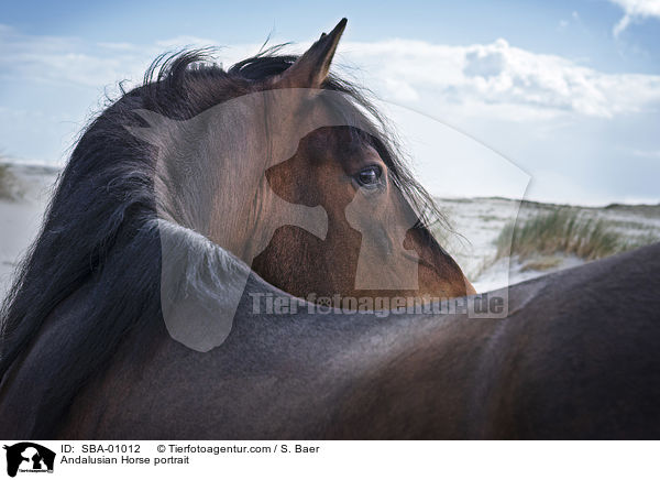 Andalusier Portrait / Andalusian Horse portrait / SBA-01012