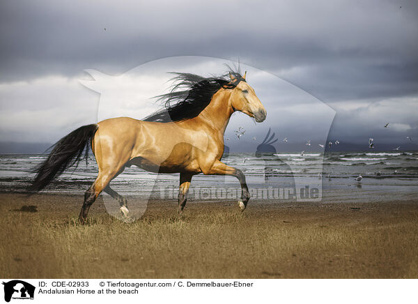 Andalusier am Strand / Andalusian Horse at the beach / CDE-02933