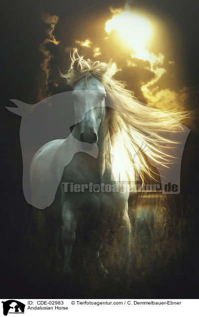 Andalusier / Andalusian Horse / CDE-02983