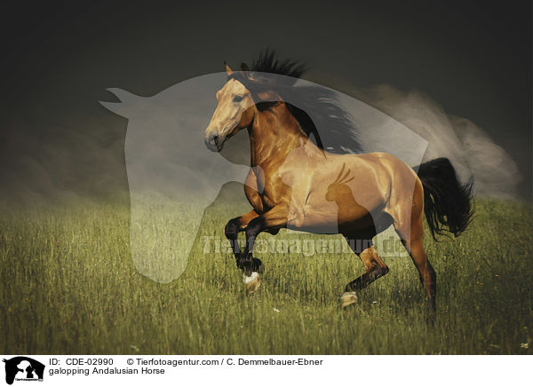gallopierender Andalusier / galopping Andalusian Horse / CDE-02990