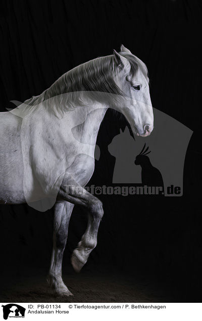 Andalusier / Andalusian Horse / PB-01134