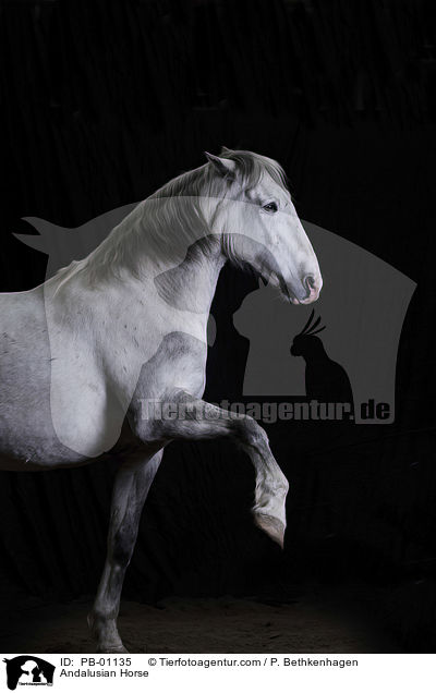 Andalusier / Andalusian Horse / PB-01135