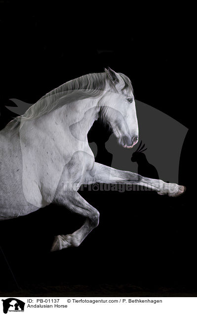 Andalusier / Andalusian Horse / PB-01137