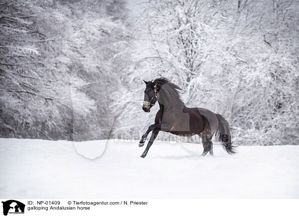 galloping Andalusian horse / NP-01409