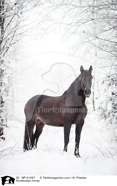 Andalusier / Andalusian horse / NP-01461