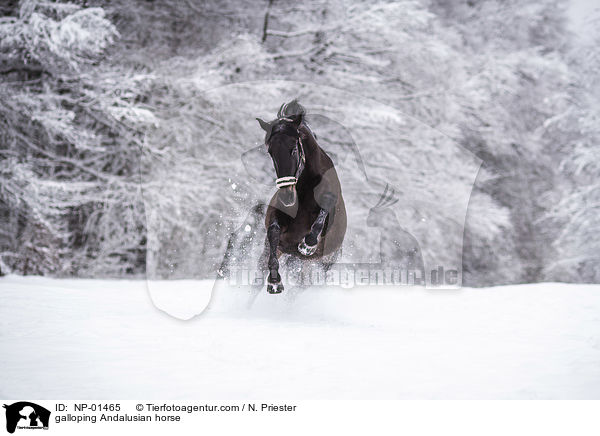 galoppierender Andalusier / galloping Andalusian horse / NP-01465