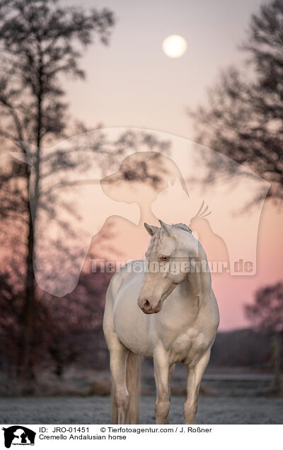 Cremello Andalusier / Cremello Andalusian horse / JRO-01451