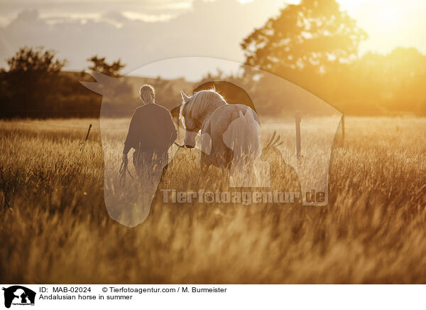 Andalusier im Sommerr / Andalusian horse in summer / MAB-02024