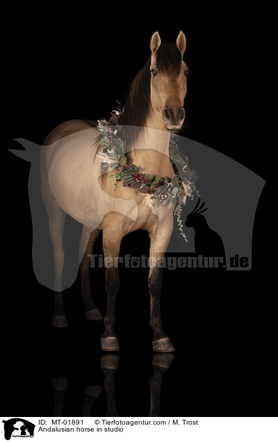 Andalusier im Studio / Andalusian horse in studio / MT-01891