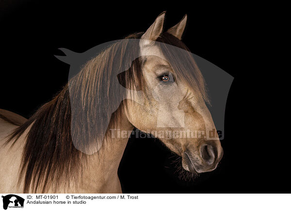 Andalusier im Studio / Andalusian horse in studio / MT-01901