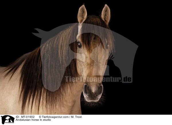 Andalusier im Studio / Andalusian horse in studio / MT-01902