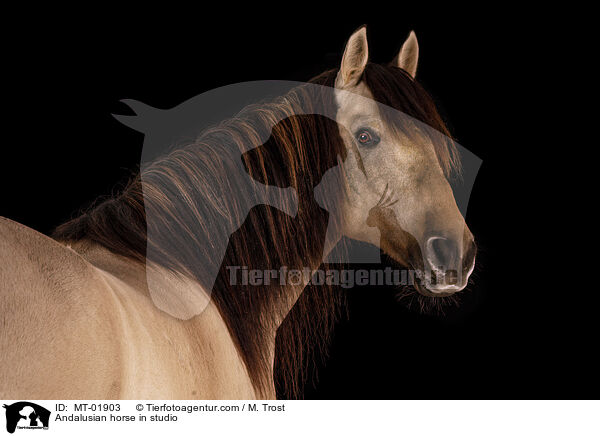 Andalusier im Studio / Andalusian horse in studio / MT-01903