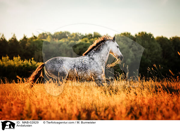 Andalusier / Andalusian / MAB-02829