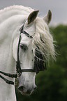 Andalusian Horse Portrait