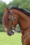 Andalusian Horse Portrait