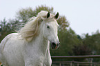 Andalusian Horse