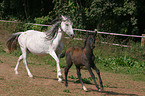 PRE mare with foal