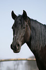 Andalusian horse