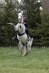 rearing Andalusian Horse