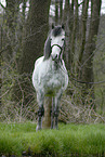 andalusian horse