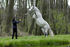 rearing Andalusian Horse