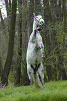 rearing Andalusian Horse