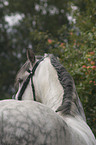 andalusian horse