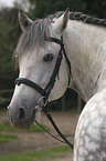 andalusian horse