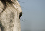 Andalusian horse