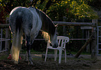 Andalusian horse