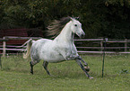 galloping Andalusian horse