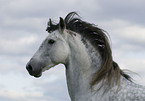 Andalusian horse portrait