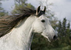 Andalusian horse portrait