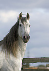 Andalusian horse portrait