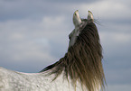 Andalusian horse portrait