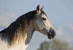 Andalusian horse portrait