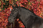 Andalusian horse portrait