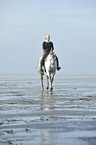 woman rides Andalusian horse