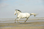 galloping Andalusian horse